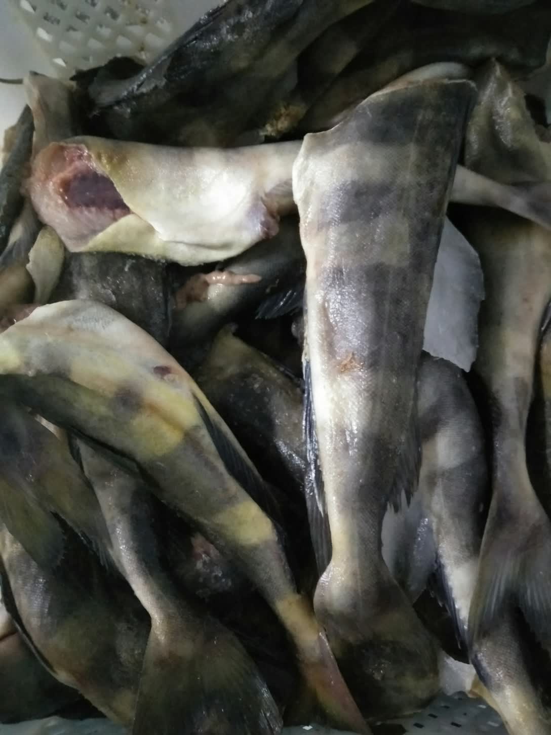 有认识的吗这鱼好吃 336       赞                   评论