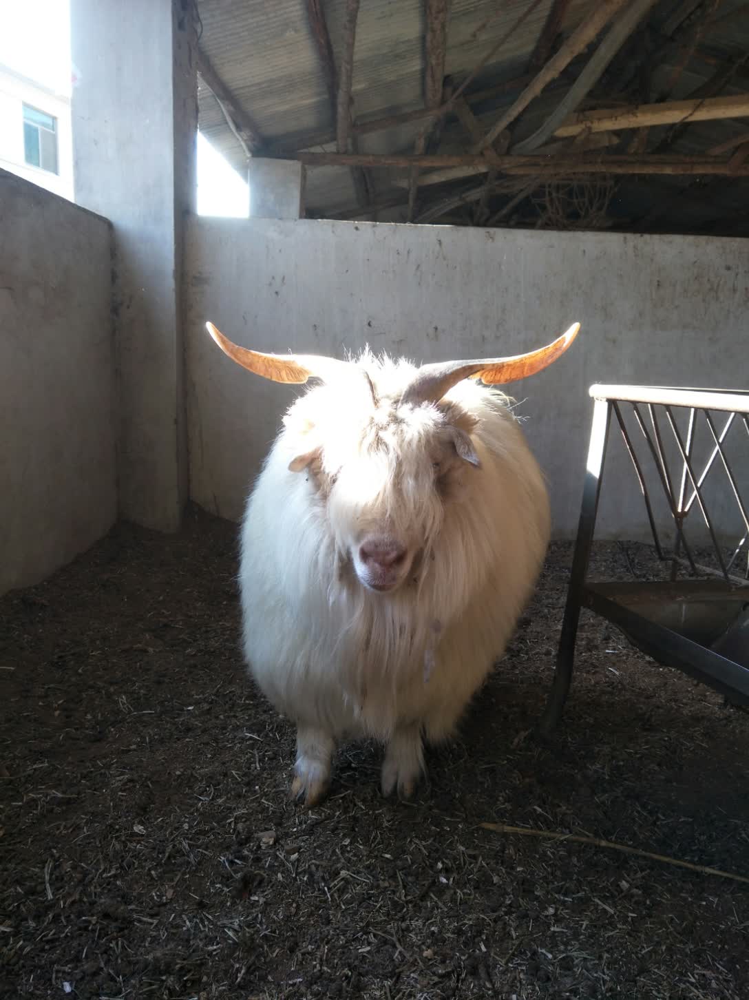 哥们家的老母羊 2年前