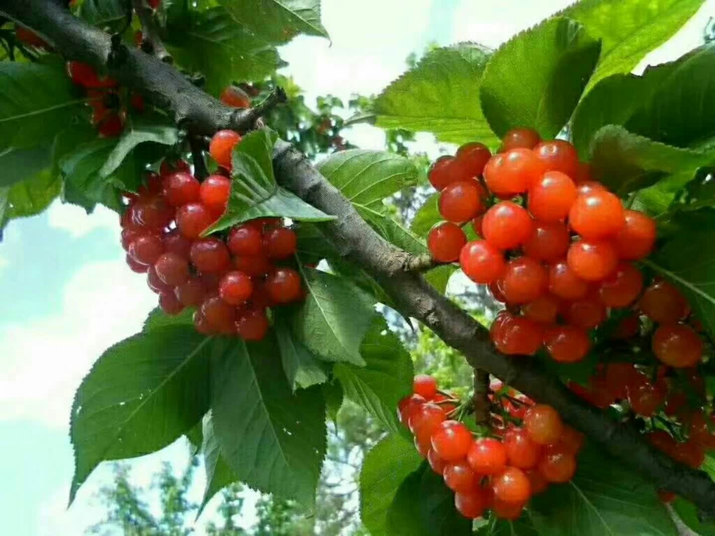 馨妍宝宝9498的主页-快手直播