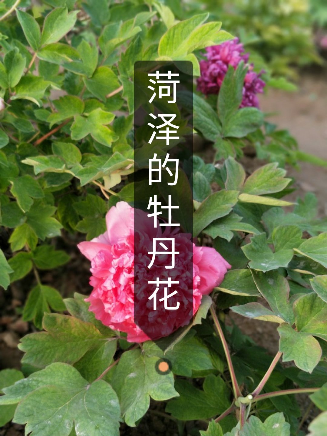快手点赞怎么变成牡丹花_快手点赞怎么变成牡丹花了