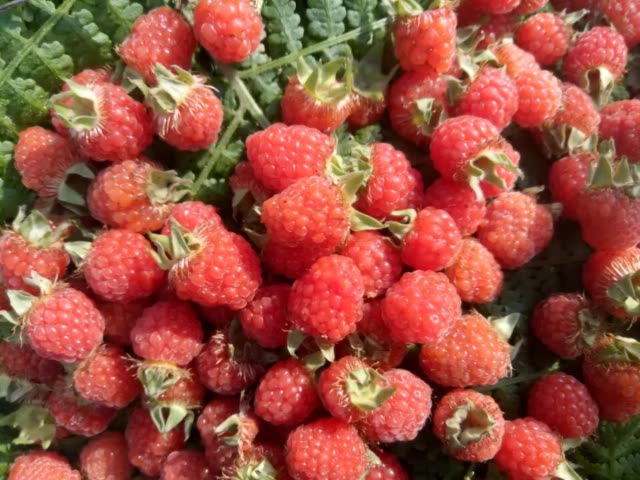 有吃过的吗你们那叫什么我们四川叫点骨泡 272       赞