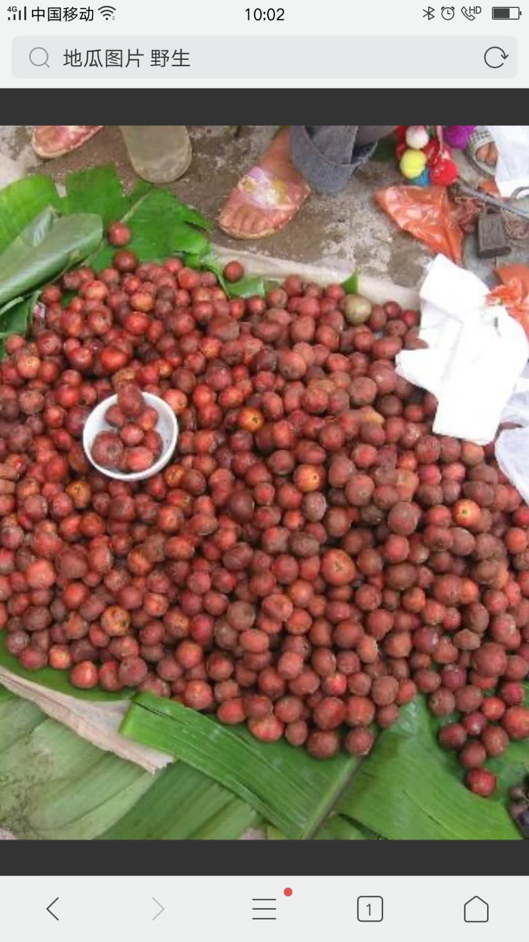 云南的特产地瓜儿 8月前