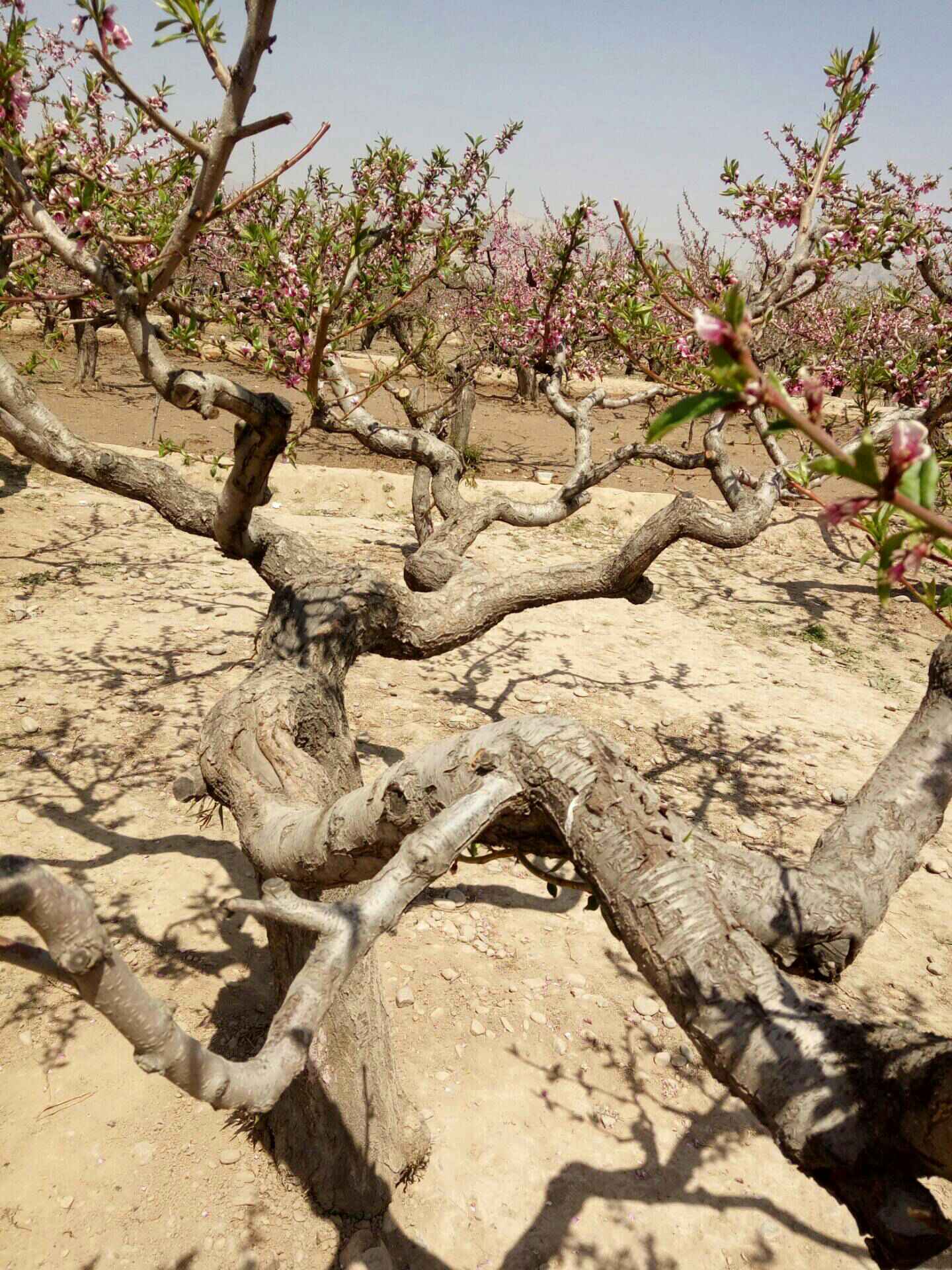 这棵桃树造型怎么样?