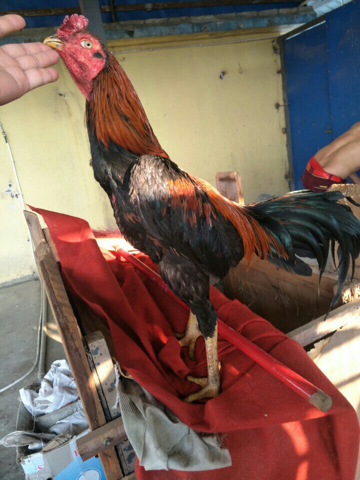 暂时没有视频,质量盖大鸡 喜欢的可以预定,想焖抓的快 1300一只,不