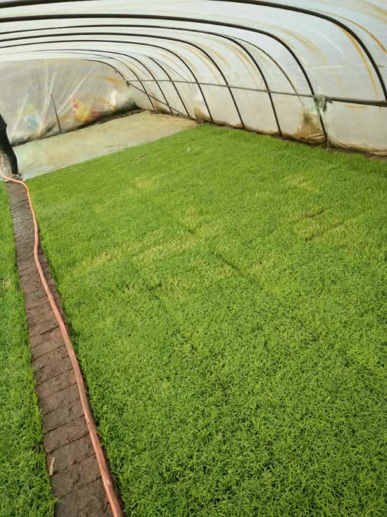 朋友们稻苗白尖怎么回事谁知道指点一下 207       赞 4月前