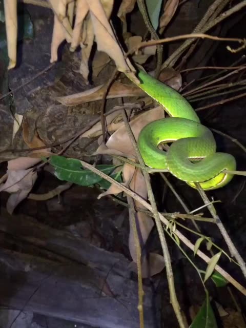 湘辉蛇场--阿辉的主页-快手直播