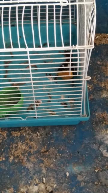 壹念成魔9的主页-快手直播