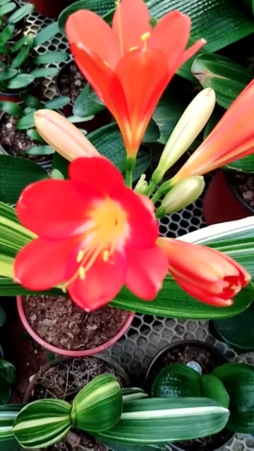 秋色满园君子兰的主页-快手直播