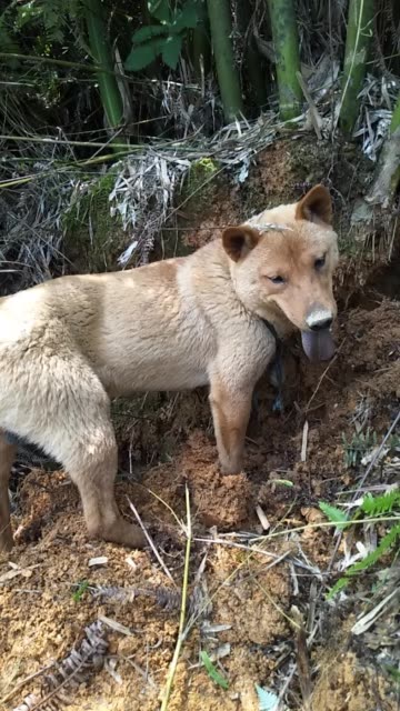 有意加微信qq523172654 7月前 竹鼠,白面,小山师傅,大山潜力,一年狗