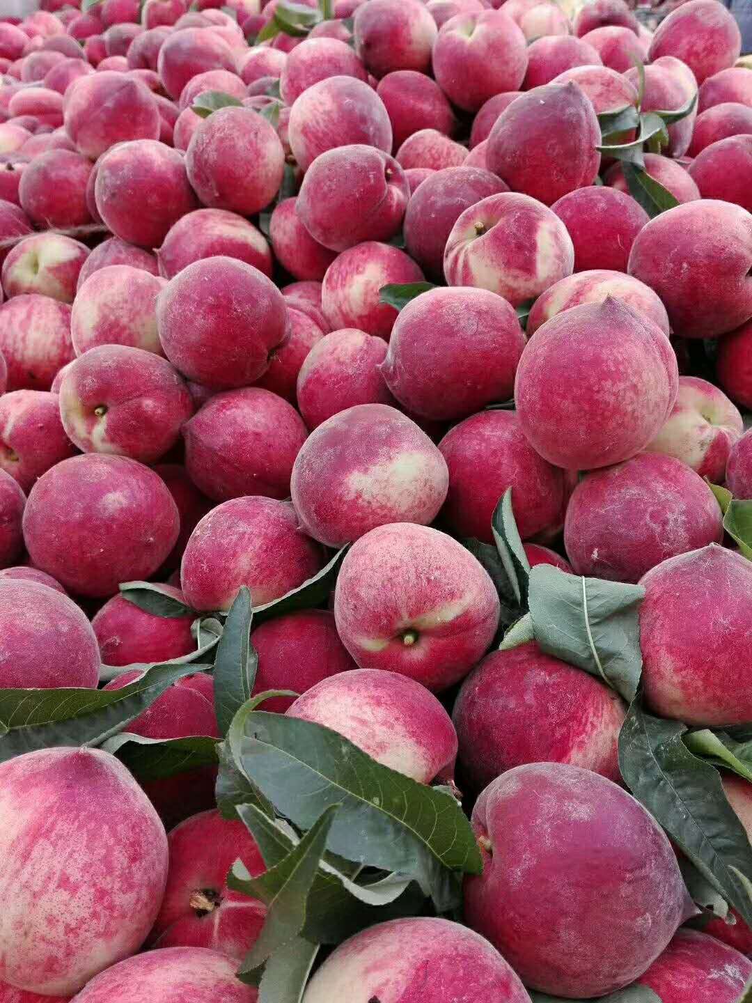 湖北枣阳王城本地美嘉桃子……小姐姐家的!