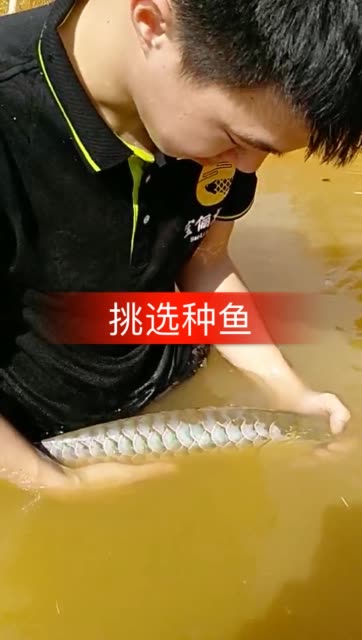 新加坡过背金龙种鱼筛选.喜欢龙鱼的朋友双击关注666.感谢快手平台.