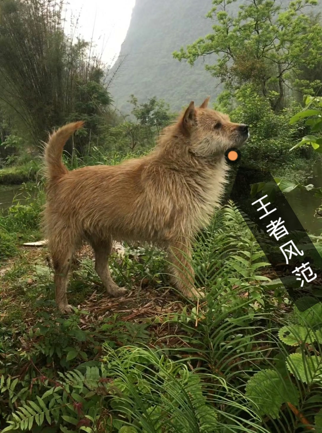 贵州土猎狗品种图片