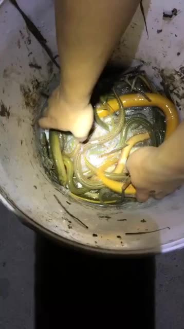 今天晚上去田里抓的黄鳝都是大的哦 228       赞