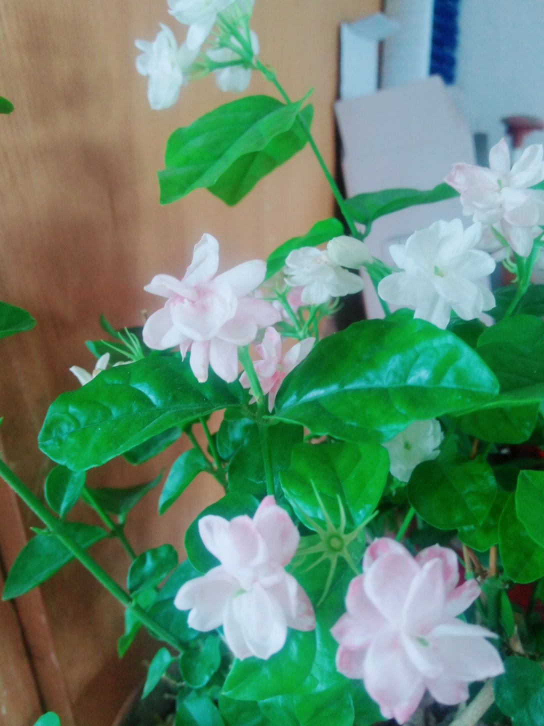 看看我家的粉茉莉 34       赞                   评论