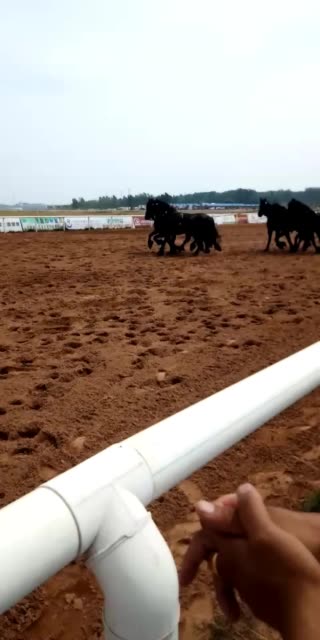 山东临沂赛马场开幕 521       赞                   评论