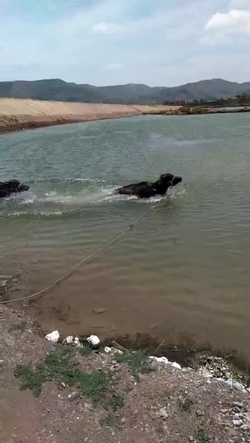 有喜欢小水牛的吗,欢迎评论 341        赞 3月前