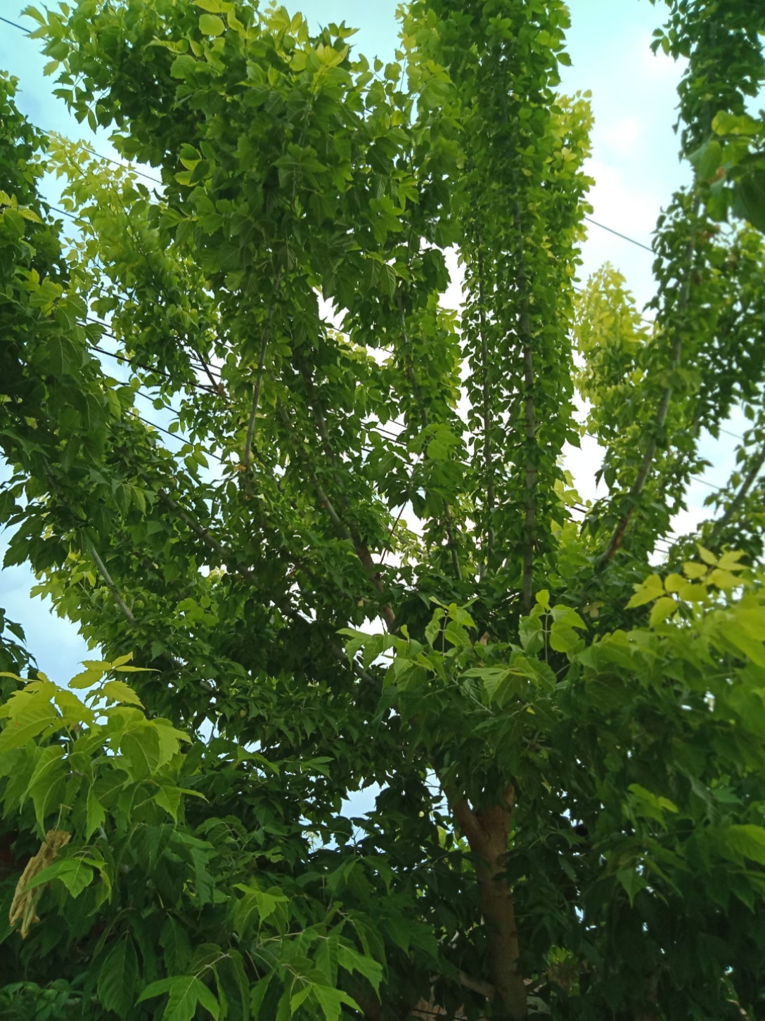 有知道这是什么绿化树的吗? 58       赞       7天前