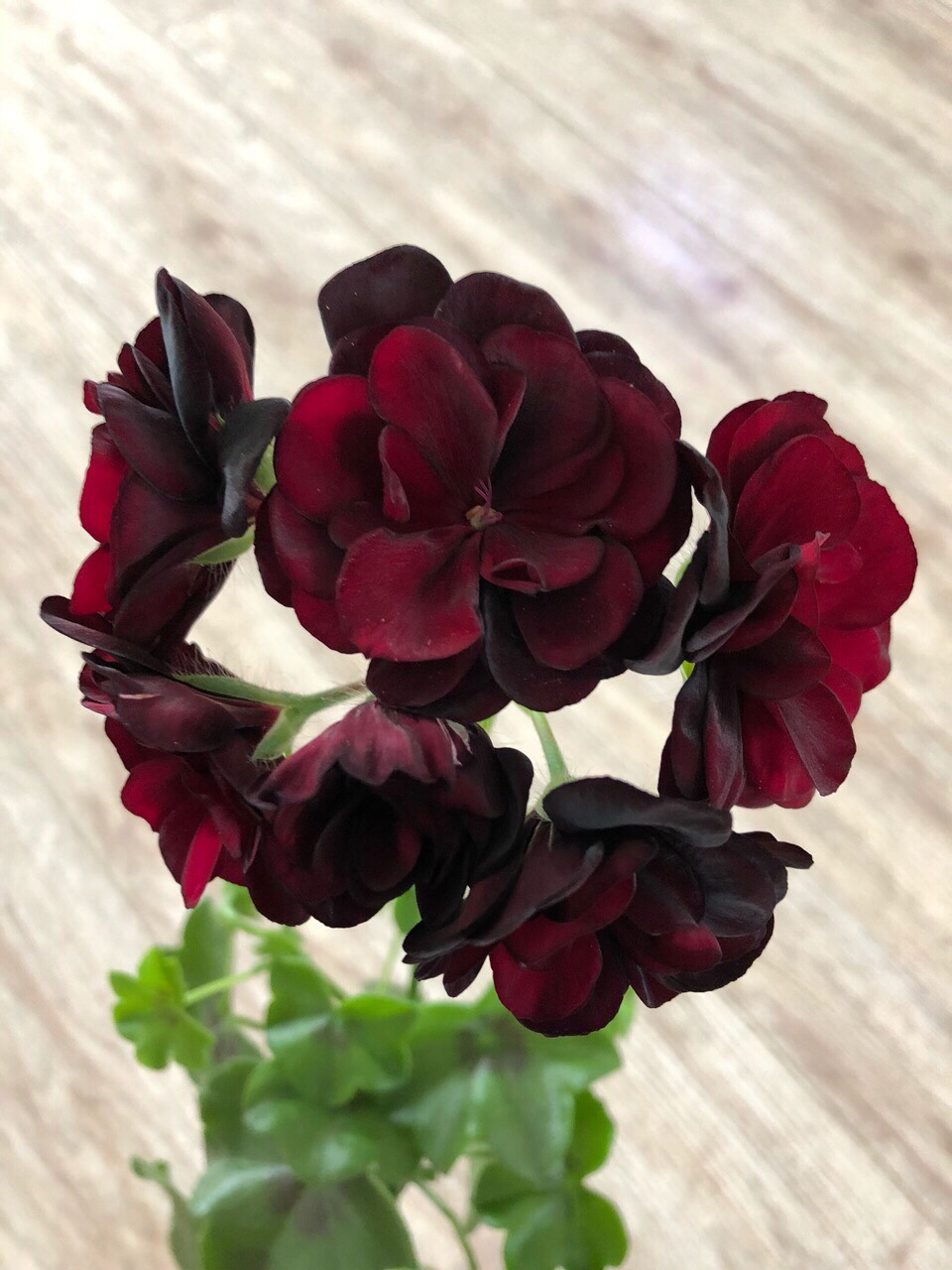 天竺葵,品名:黑玫瑰 1510     32 赞        5天前