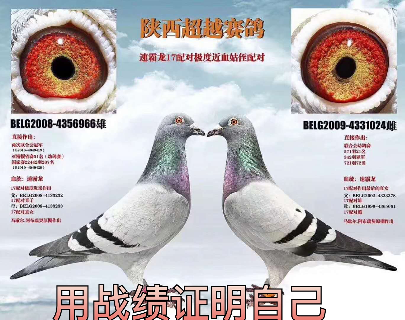 超越赛鸽 我们用战绩证明自己 部分欣赏 老铁们点点关注