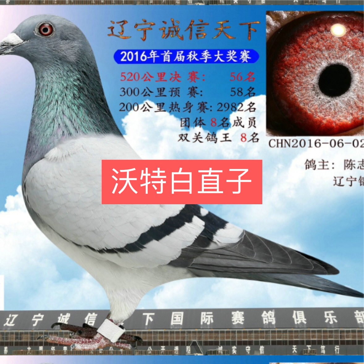 陈志刚鸽舍的主页-快手直播