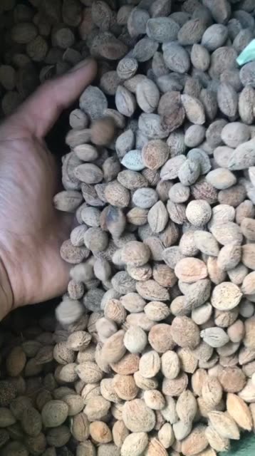 大量收购青梅种子 107       赞                   评论