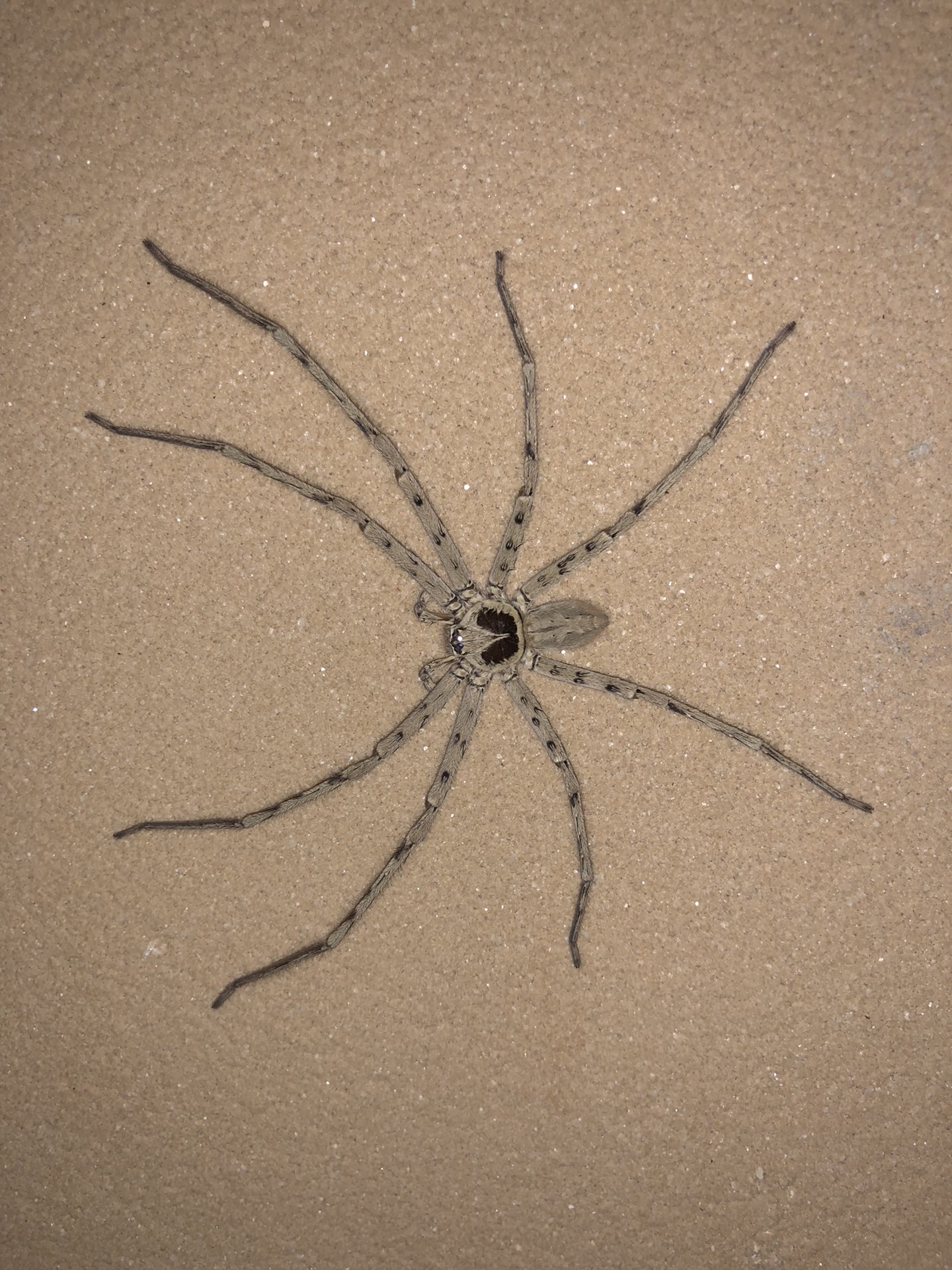 海南的大蜘蛛头一次看见 272        赞                    评论