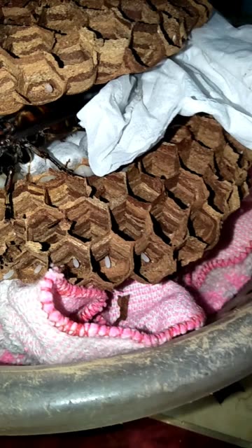 2018年的第一窝野生金环胡蜂,长势有点慢 2688     42 赞