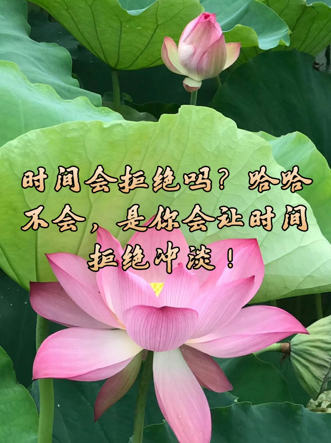 下辈子不做人,做一朵莲花,出淤泥而不染! 7月前
