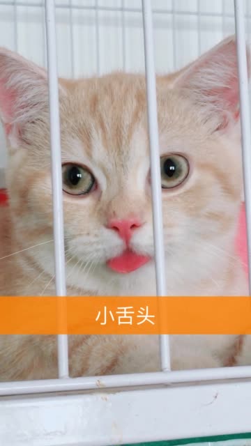 大脸猫02大肥与大白的主页-快手直播