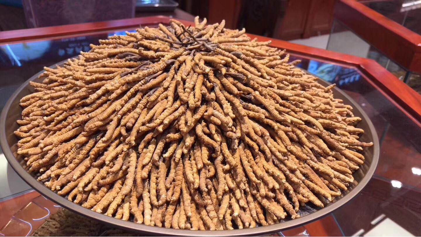 虫草二哥的主页-快手直播