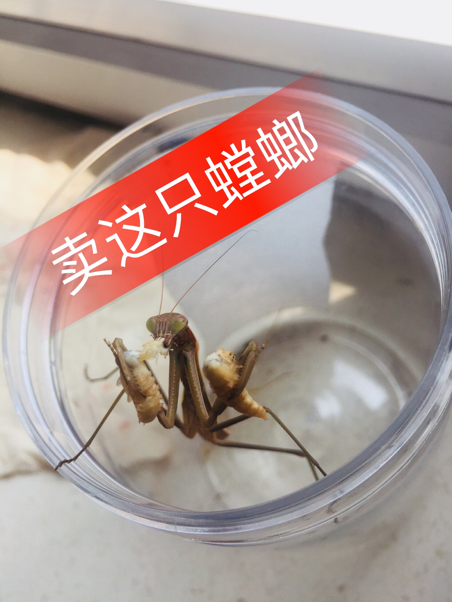 喜欢的人私聊我把这只螳螂卖掉因为要出去没有时间照顾了
