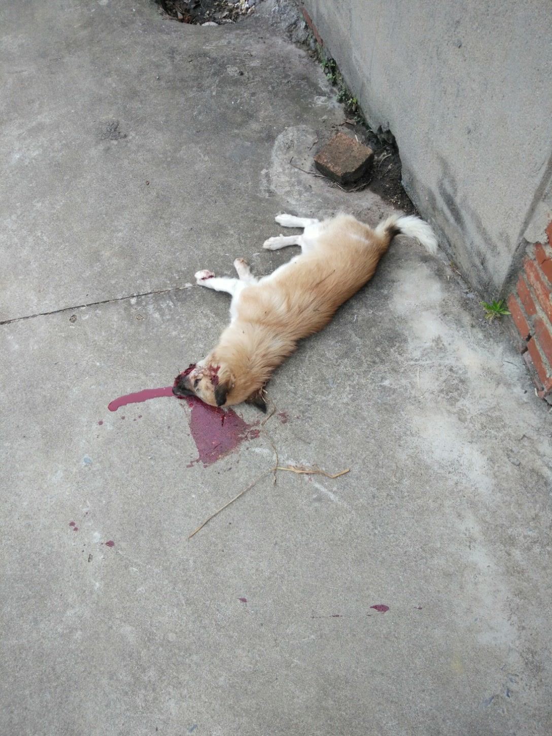 狗狗被打死图片