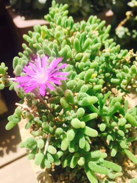 饿不饿 @风华多肉(o72272757) 6月前 看看这是谁 @山地玫瑰何老师(o