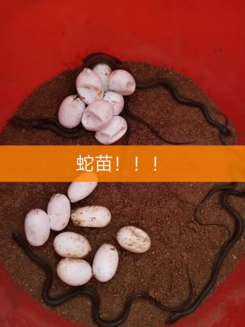 今年的蛇苗感觉好小 4.