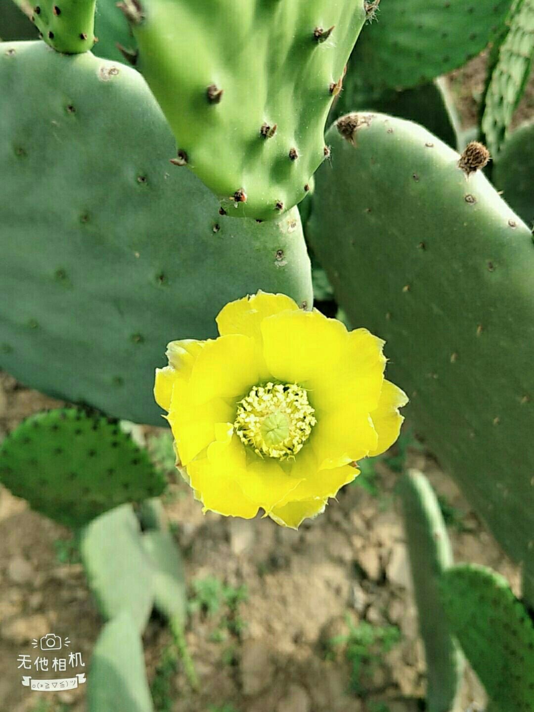 墨西哥米邦塔食用仙人掌