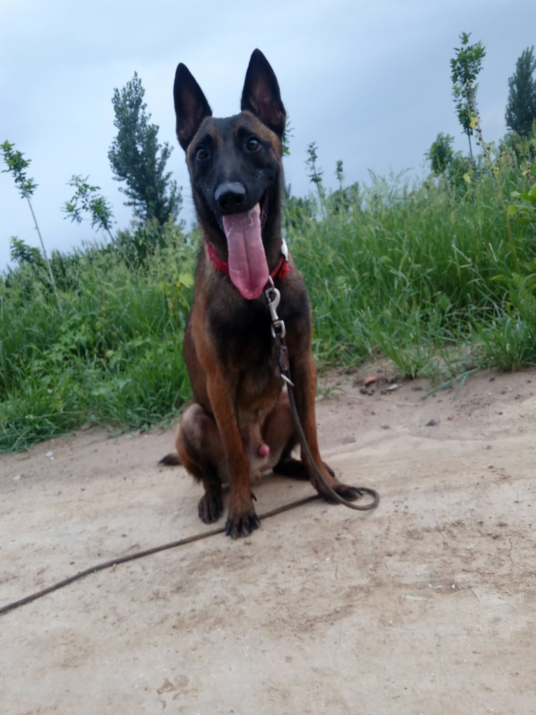 滨州黄河砚埂工作犬训练