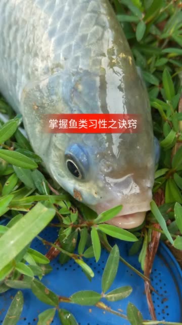 黄辣丁钓鱼直播 BMjAxODA3MjkyMDIxMjZfMTY4MTk5NjI0XzczNTI2MzIwNzlfMl8z_B2d3ad910c60b3b7a2137084d5233406d.jpg