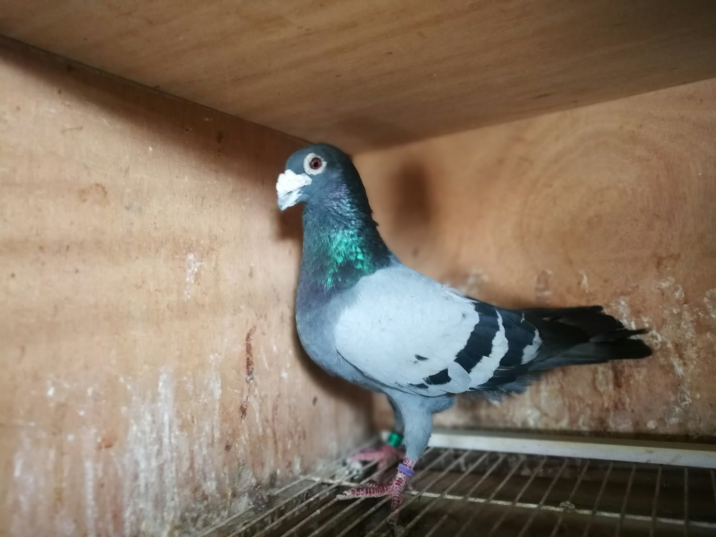 豪鸽速达杰哥69