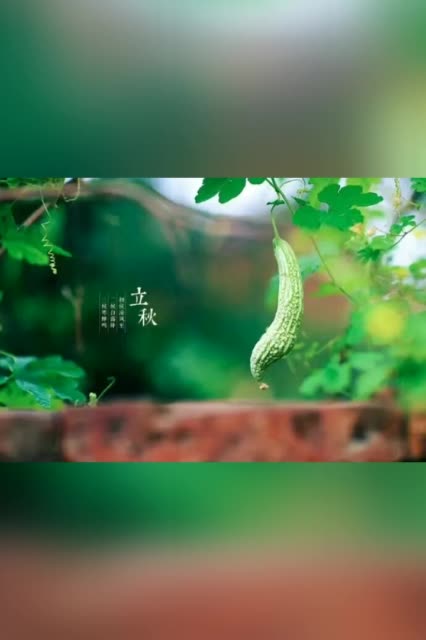 相思雨7101的主页-快手直播