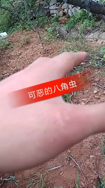 点背啊,八角虫八的我了!