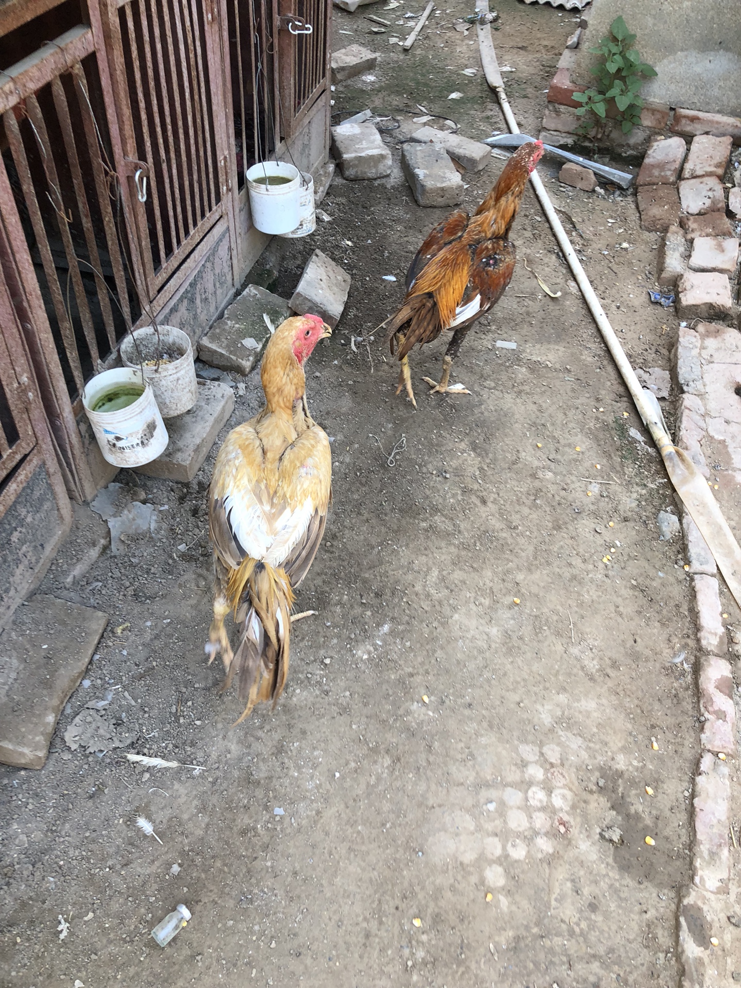泰国养鸡大户图片