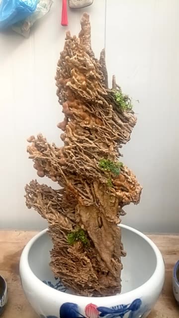 不一样的假山 249       赞                   评论              2