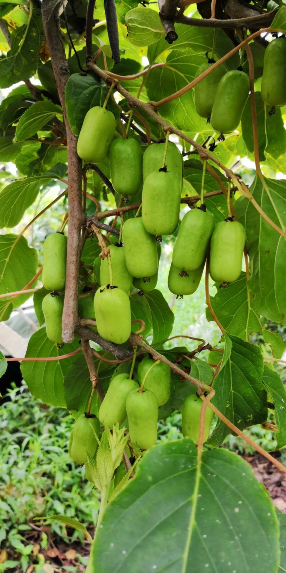 金喜鹊芳芳～鸣喜鹊软枣-快手直播