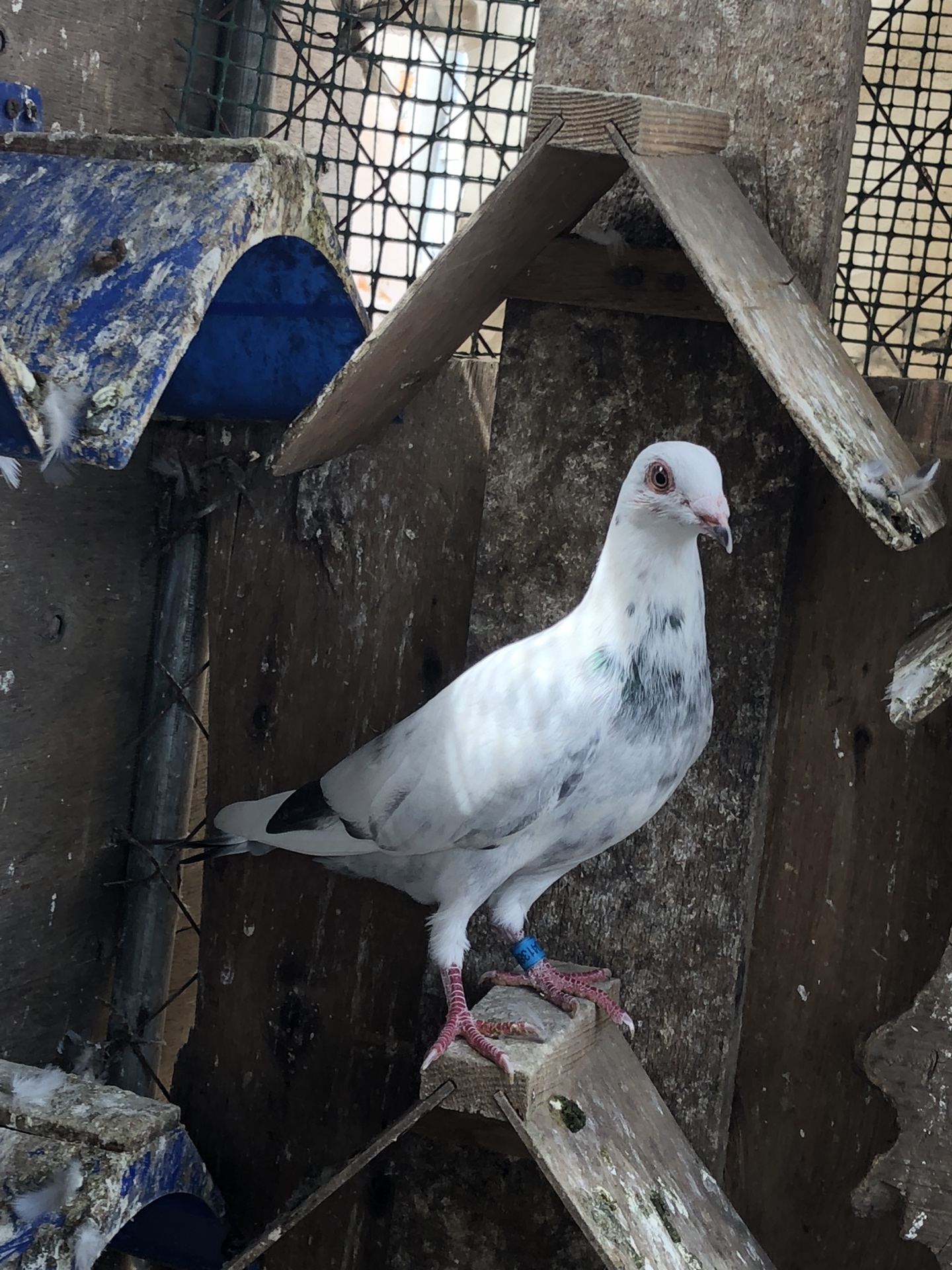 太阳鸟团队98百鸽苑的主页-快手直播