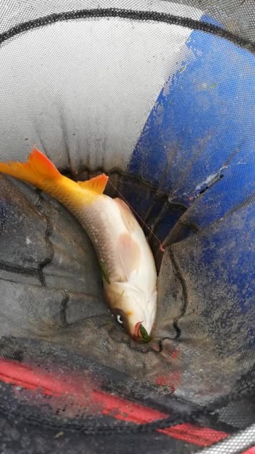 多漂亮的野生小鲤鱼 1730       赞                   评论