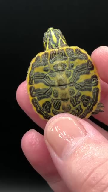 龟神1的主页-快手直播