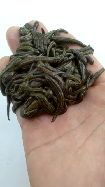 逮鱼梁哥的主页-快手直播