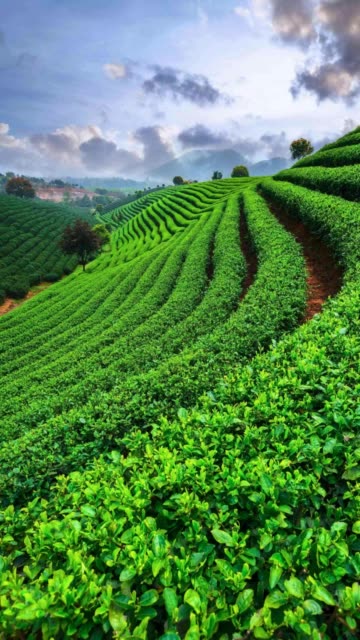 刘家豆腐的主页-快手直播