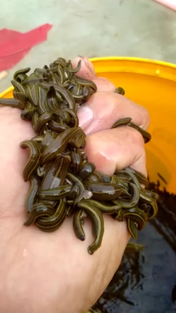 逮鱼梁哥的主页-快手直播