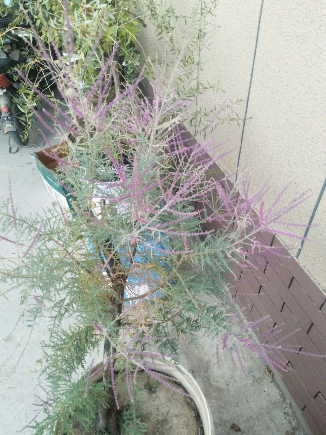 我今年栽上了观音柳已经开花了 69 赞 评论